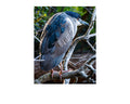 Black-crowned Night Heron Wildlife Photography Print | Tiny Desk Photos No. 62