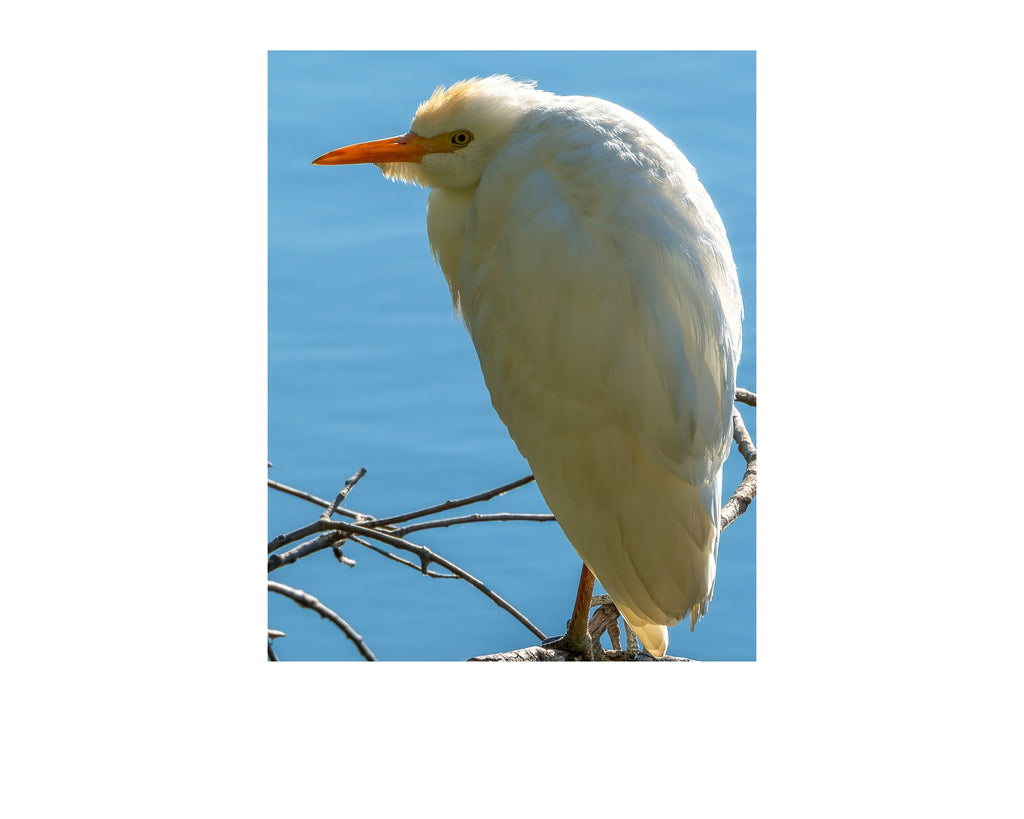 Cattle Egret Wildlife Photography Print | Tiny Desk Photos No. 64