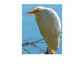 Cattle Egret Wildlife Photography Print | Tiny Desk Photos No. 64
