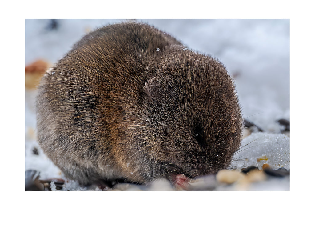 Vole Wildlife Photography Print | Tiny Desk Photos No. 65