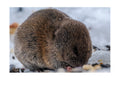 Vole Wildlife Photography Print | Tiny Desk Photos No. 65