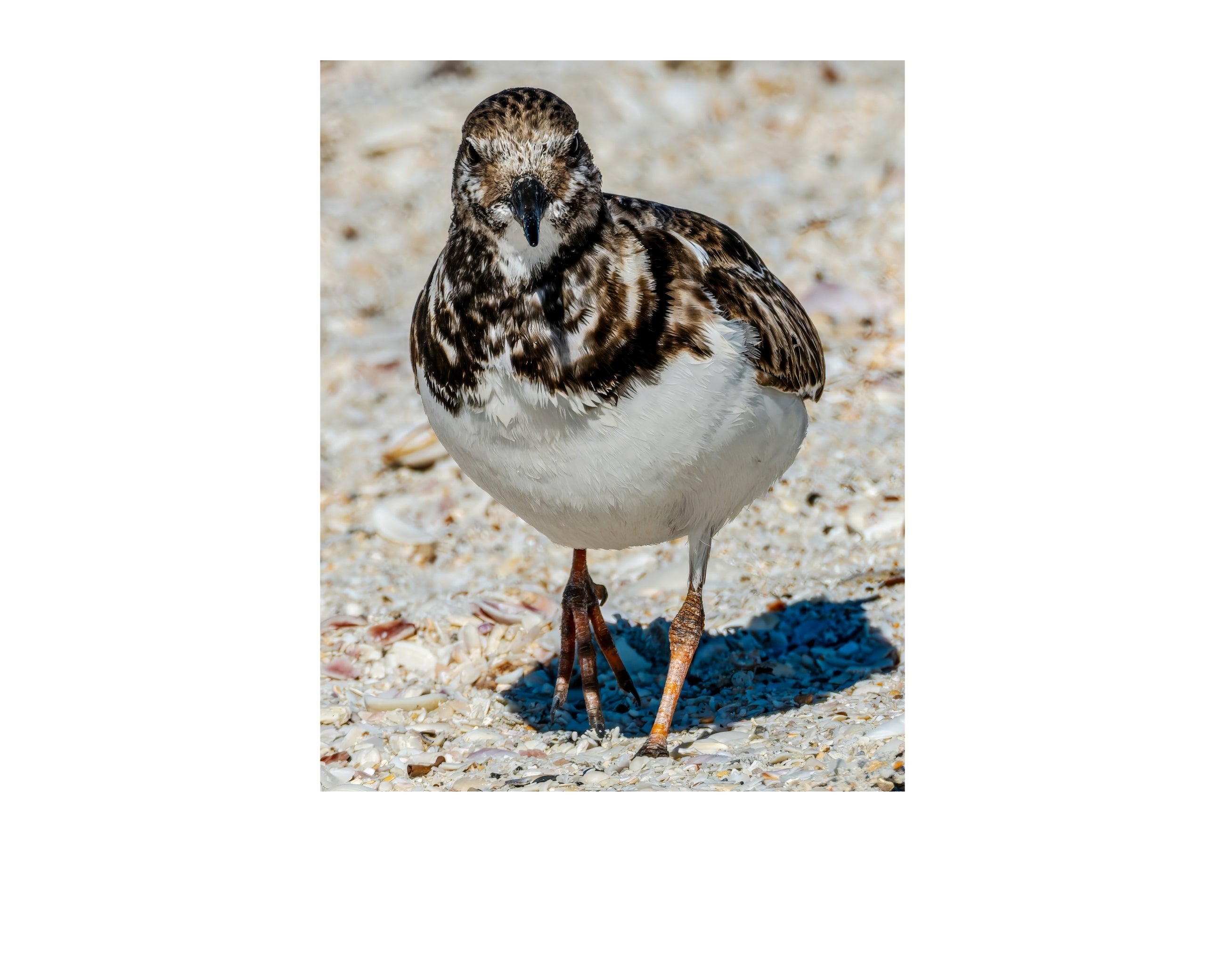 Ruddy Turnstone Beach Walk Wildlife Photography Print | Tiny Desk Photos No. 67