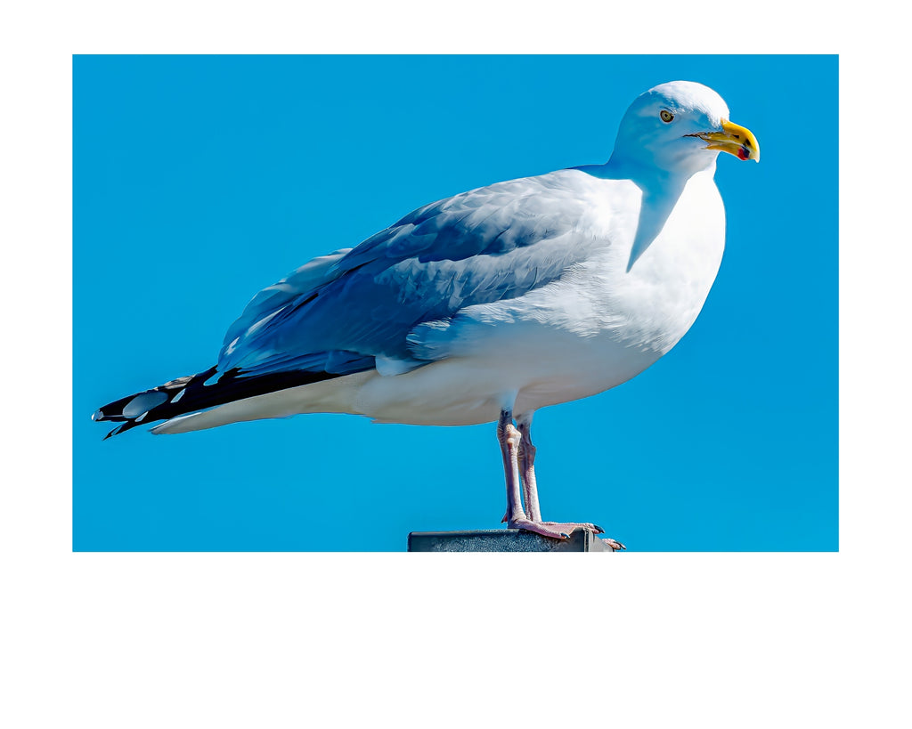 Ring-billed Gull Perched Profile Wildlife Photography Print | Tiny Desk Photos No. 68
