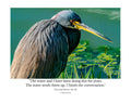 Tricolored Heron Hunting Close-Up Wildlife Photography Print | Tiny Desk Photos No. 69
