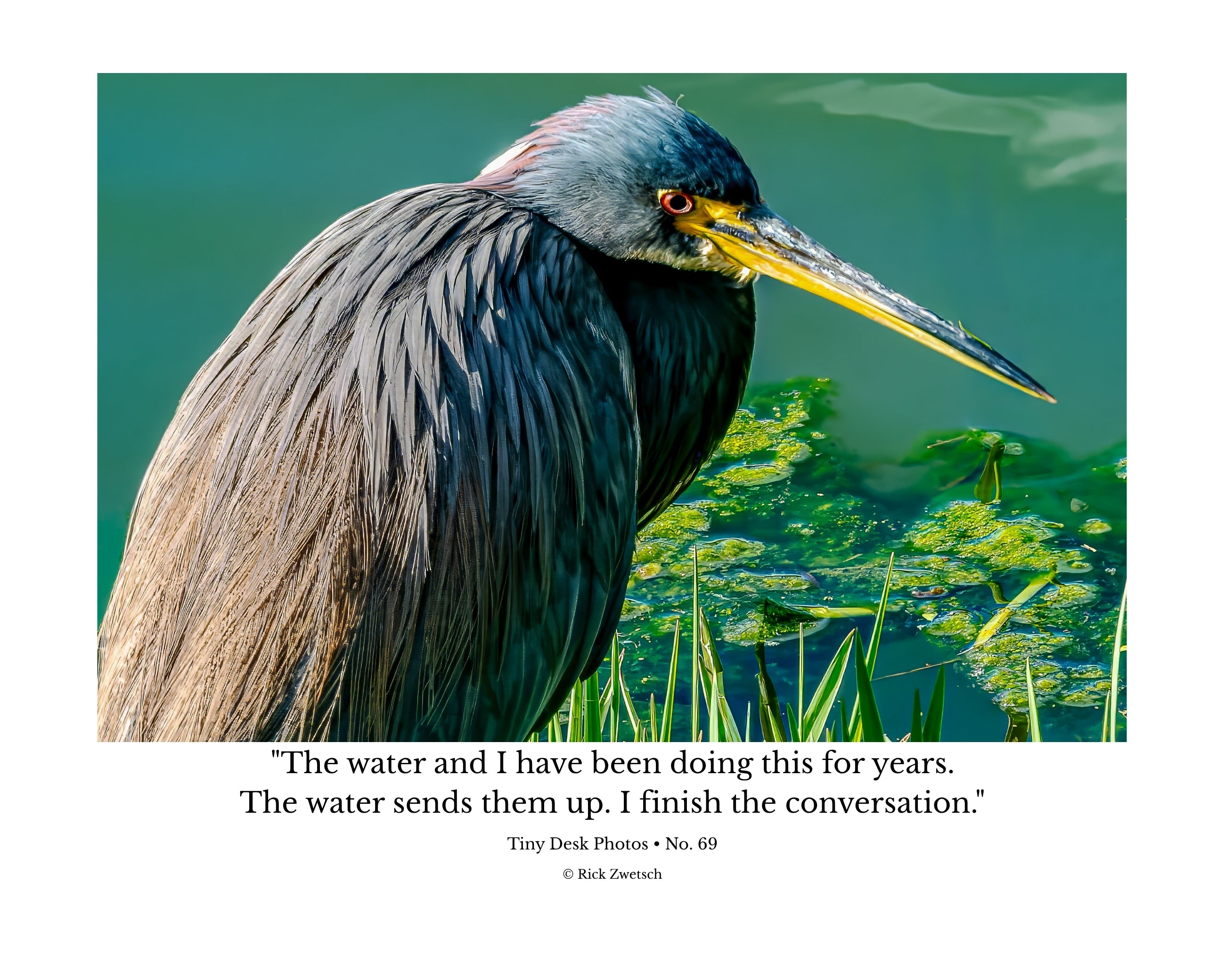 Tricolored Heron Hunting Close-Up Wildlife Photography Print | Tiny Desk Photos No. 69