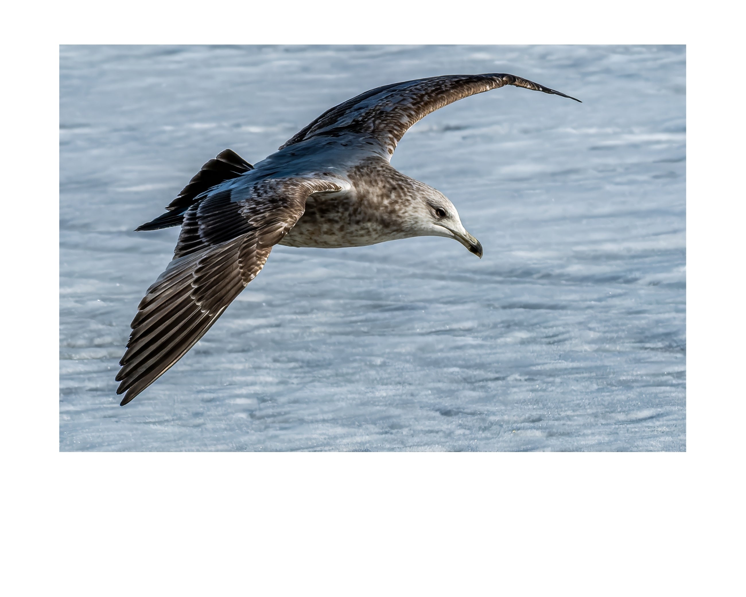Juvenile Ring-billed Gull In Flight Wildlife Photography Print | Tiny Desk Photos No. 70