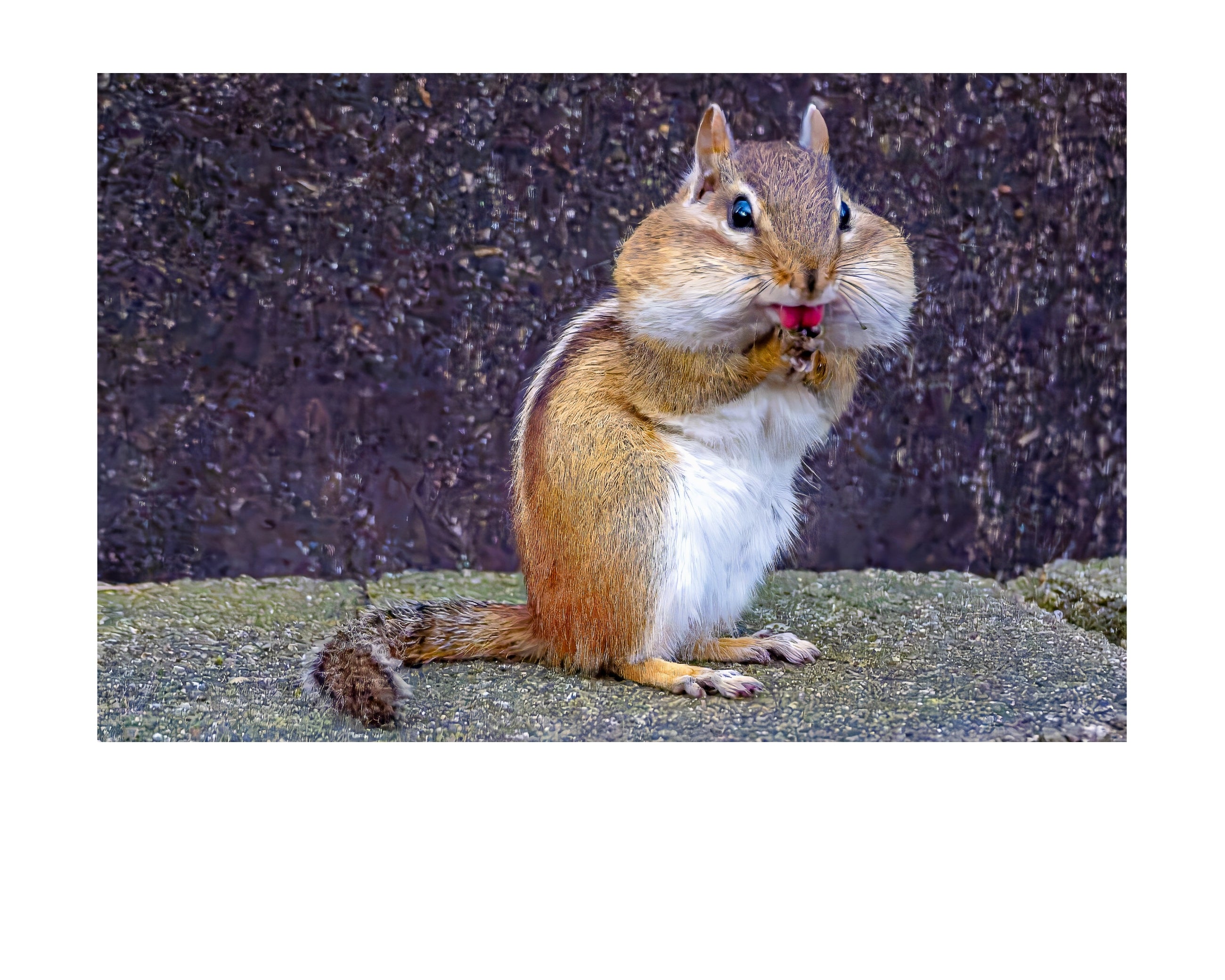 Chipmunk Eating Close Up Wildlife Photography Print | Tiny Desk Photos No. 72