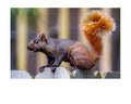 Fox Squirrel Fence Perch Wildlife Photography Print | Tiny Desk Photos No. 73