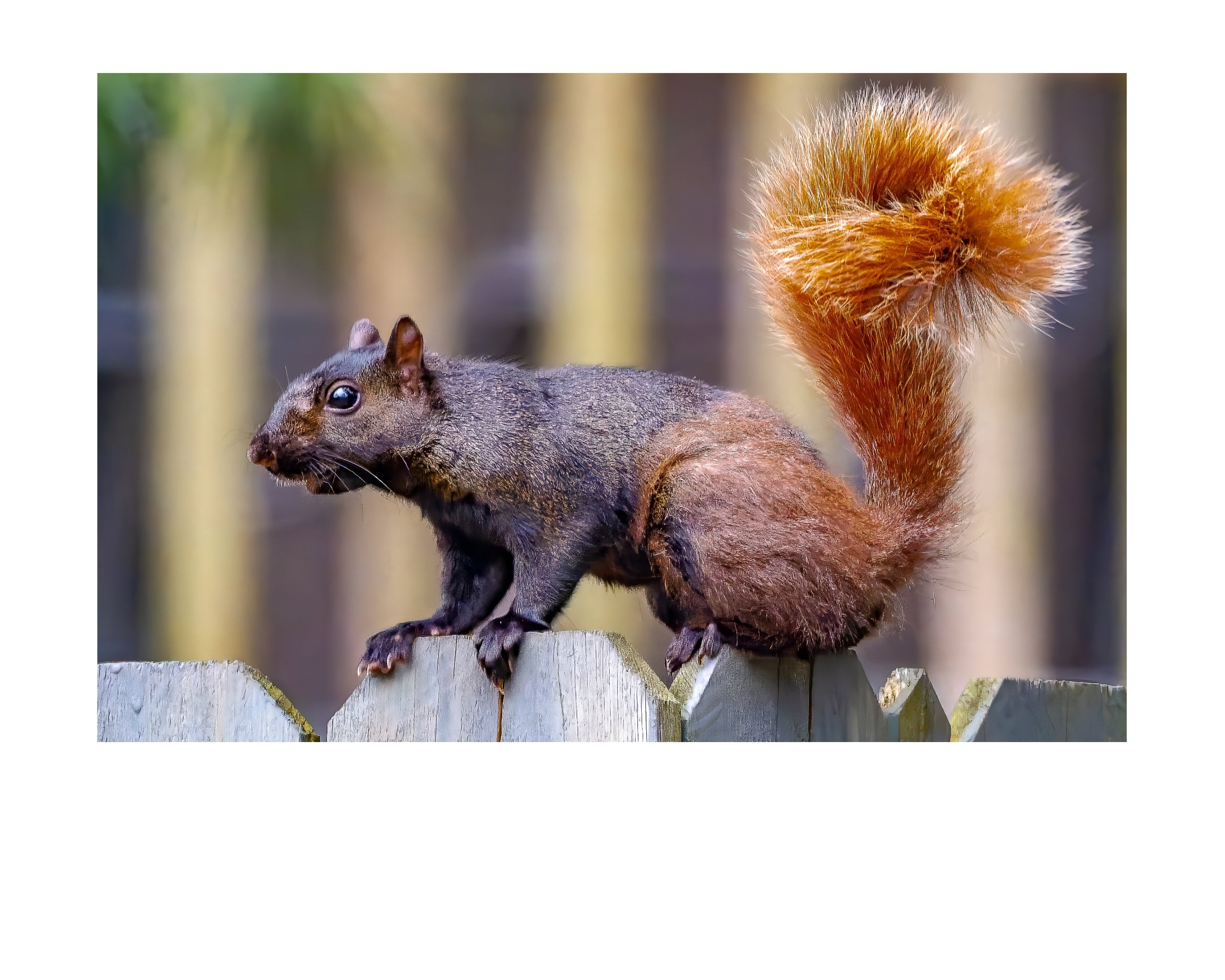 Fox Squirrel Fence Perch Wildlife Photography Print | Tiny Desk Photos No. 73