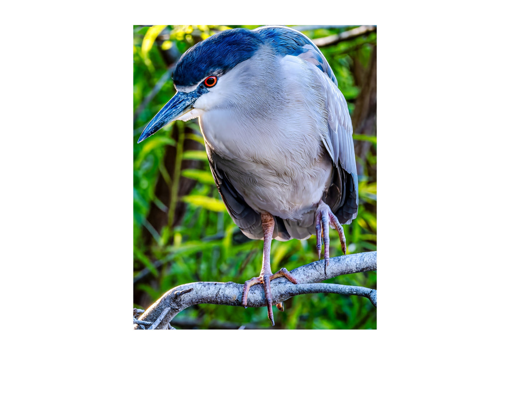 Black-crowned Night Heron Perched Portrait Wildlife Photography Print | Tiny Desk Photos No. 74