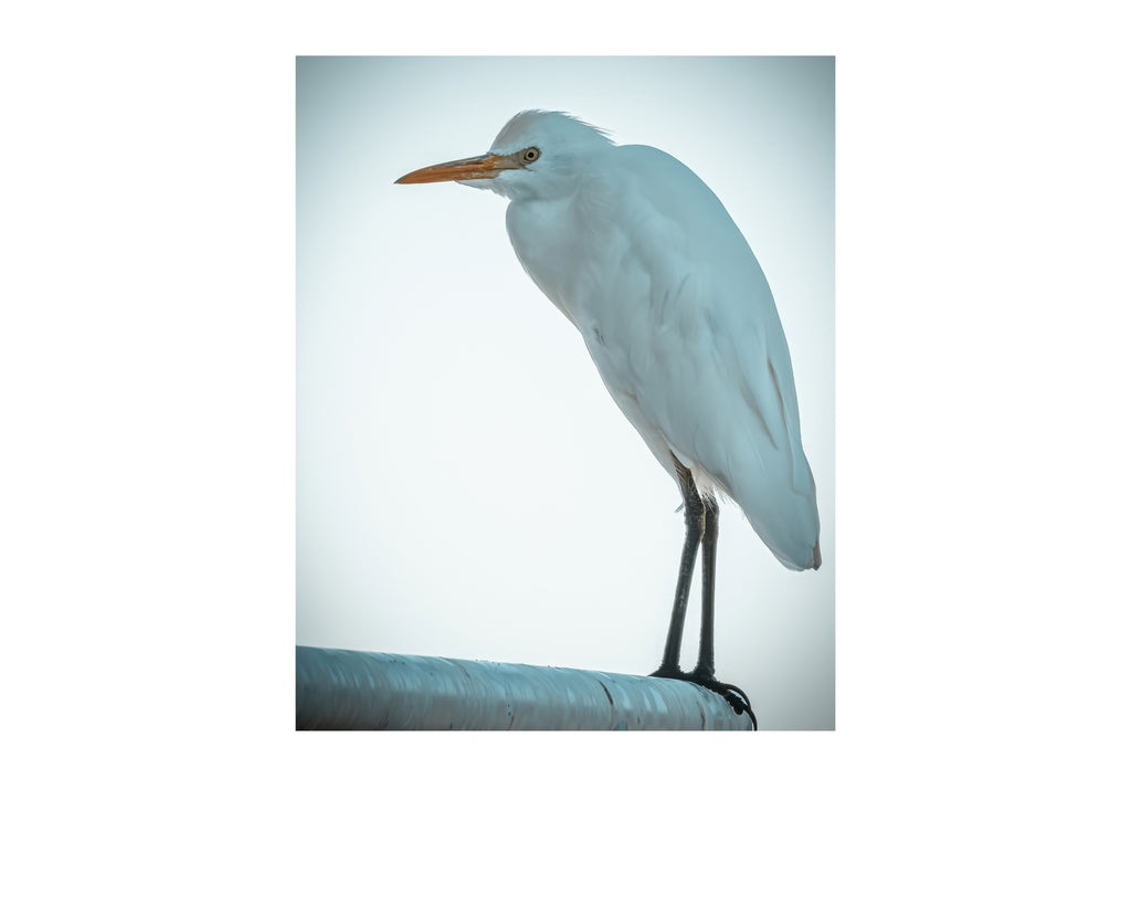 Cattle Egret Wildlife Photography Print | Tiny Desk Photos No. 75