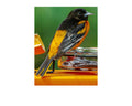 Baltimore Oriole Wildlife Photography Print | Tiny Desk Photos No. 76