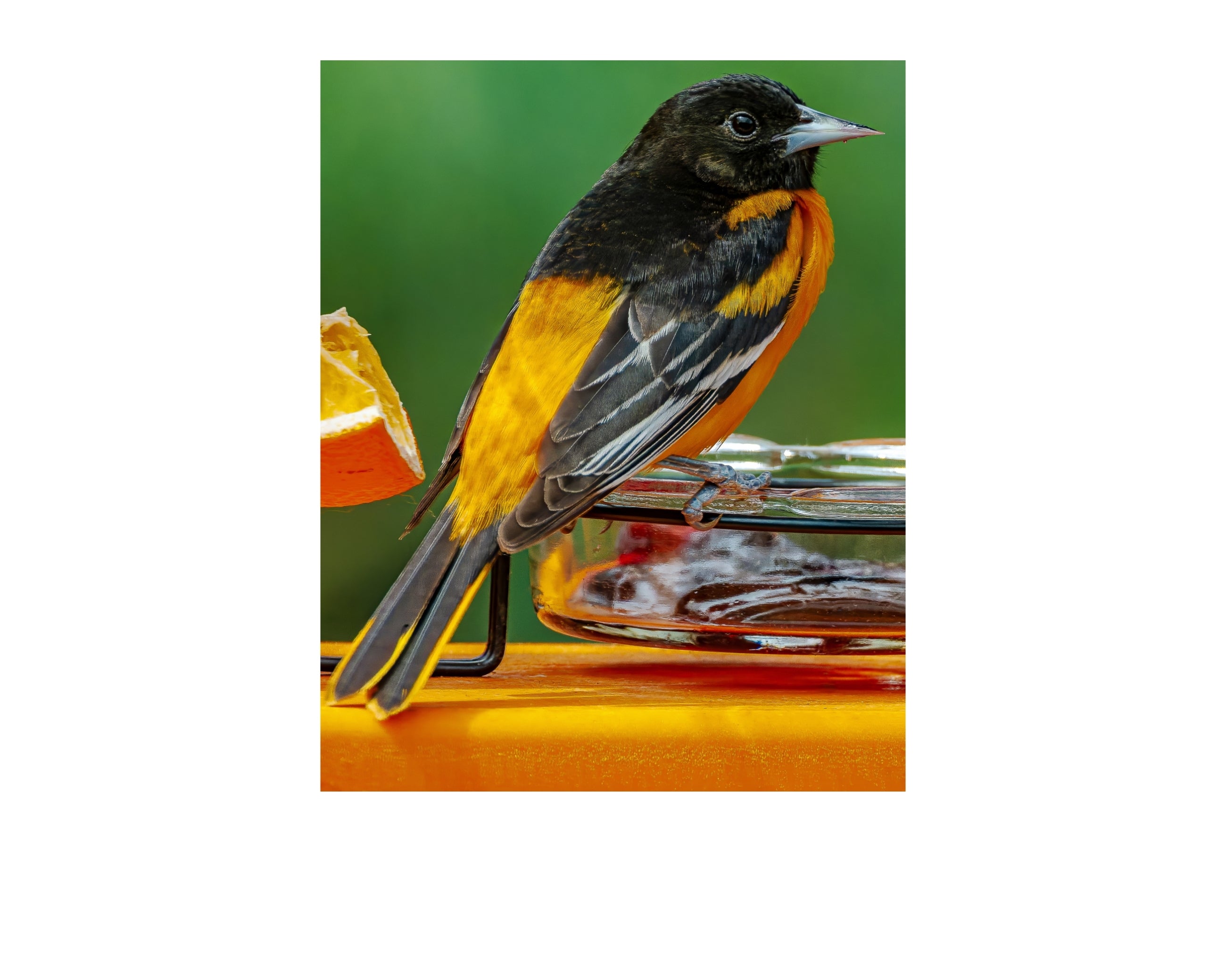 Baltimore Oriole Wildlife Photography Print | Tiny Desk Photos No. 76