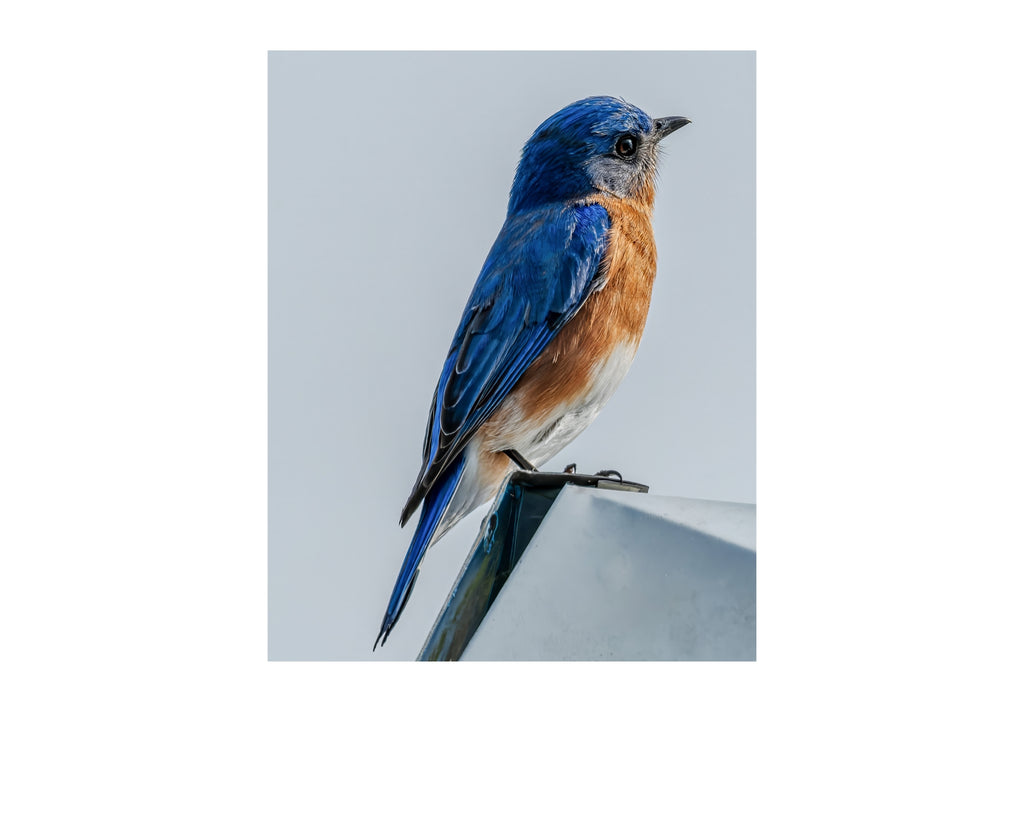 Eastern Bluebird Perched Profile Wildlife Photography Print | Tiny Desk Photos No. 79