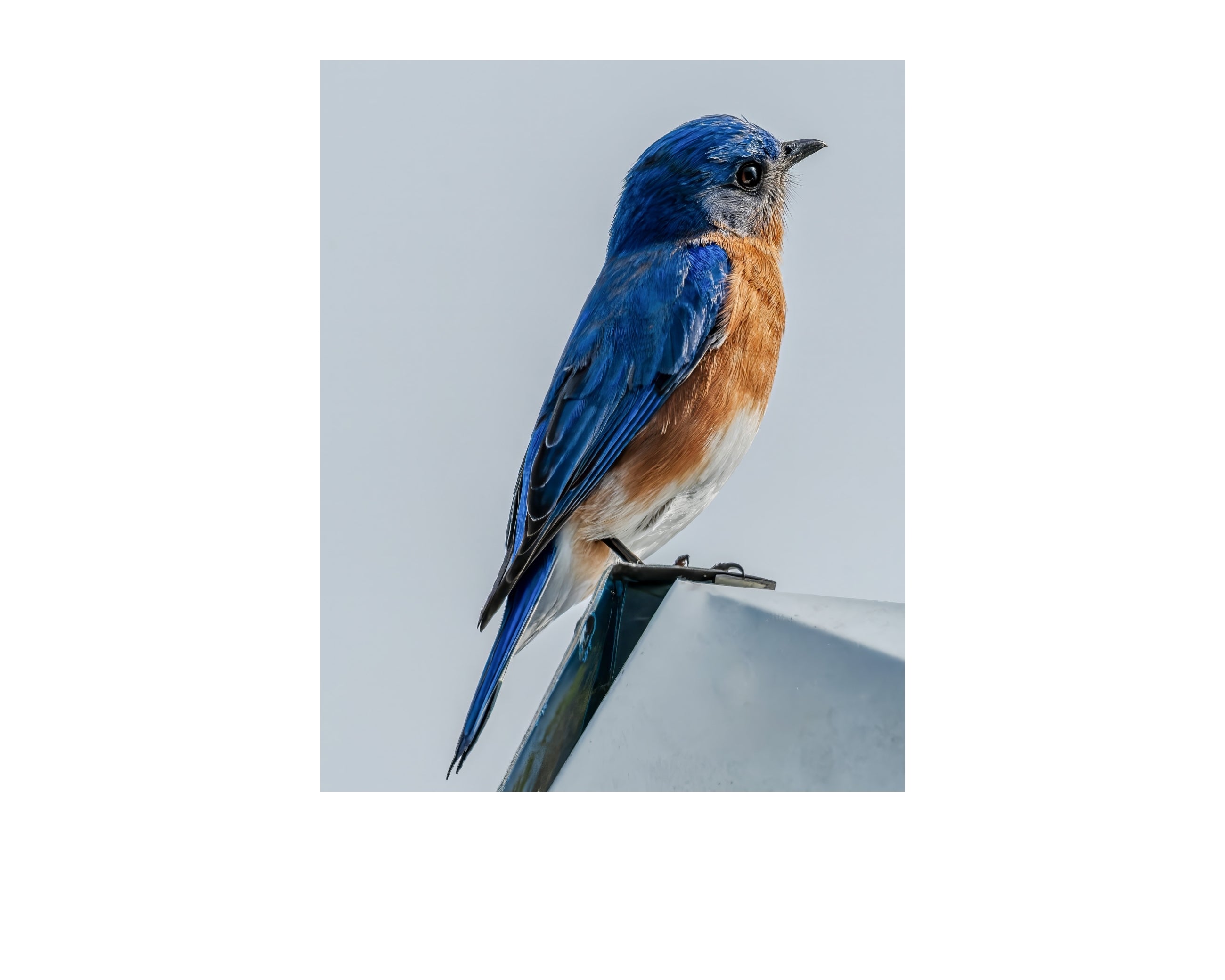 Eastern Bluebird Perched Profile Wildlife Photography Print | Tiny Desk Photos No. 79