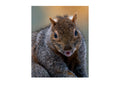 Eastern Gray Squirrel Expression Close-Up Wildlife Photography Print | Tiny Desk Photos No. 80