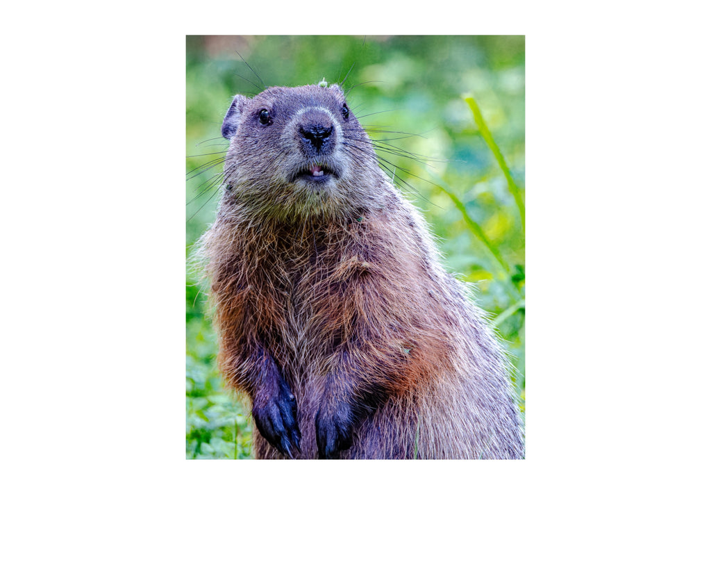 Groundhog Upright Portrait Wildlife Photography Print | Tiny Desk Photos No. 81