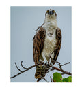 Osprey Perched Front View Wildlife Photography Print | Tiny Desk Photos No. 82