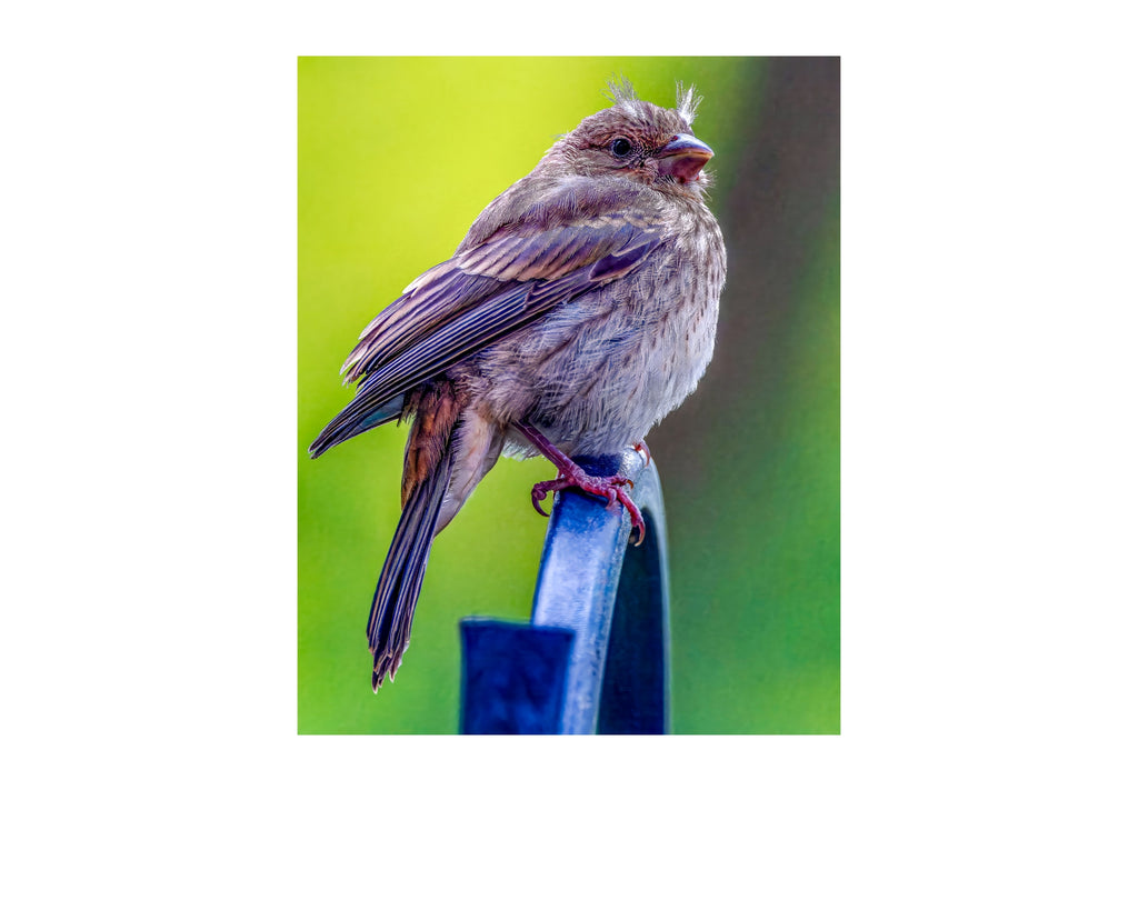 Juvenile House Finch Perched Portrait Wildlife Photography Print | Tiny Desk Photos No. 83