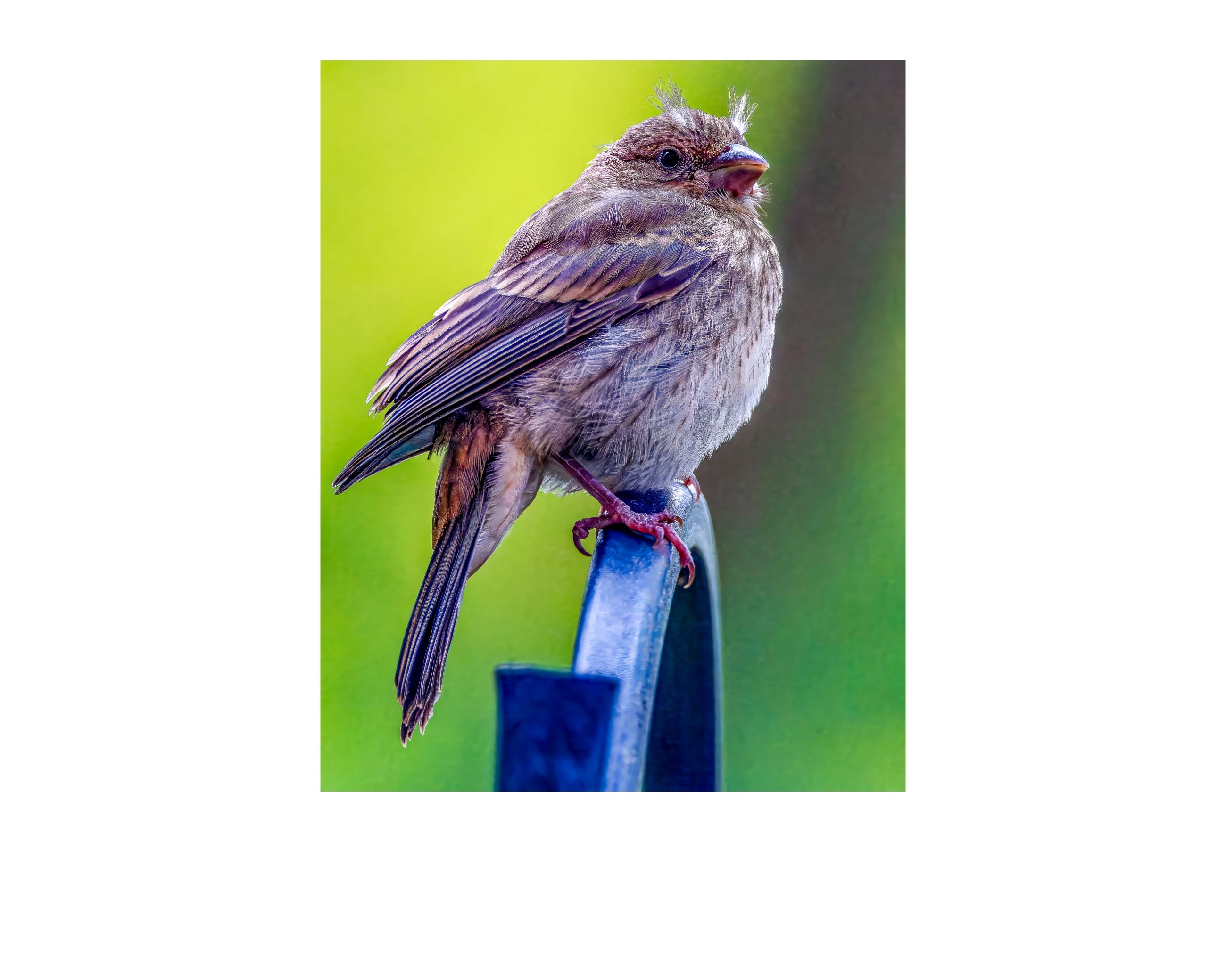 Juvenile House Finch Perched Portrait Wildlife Photography Print | Tiny Desk Photos No. 83