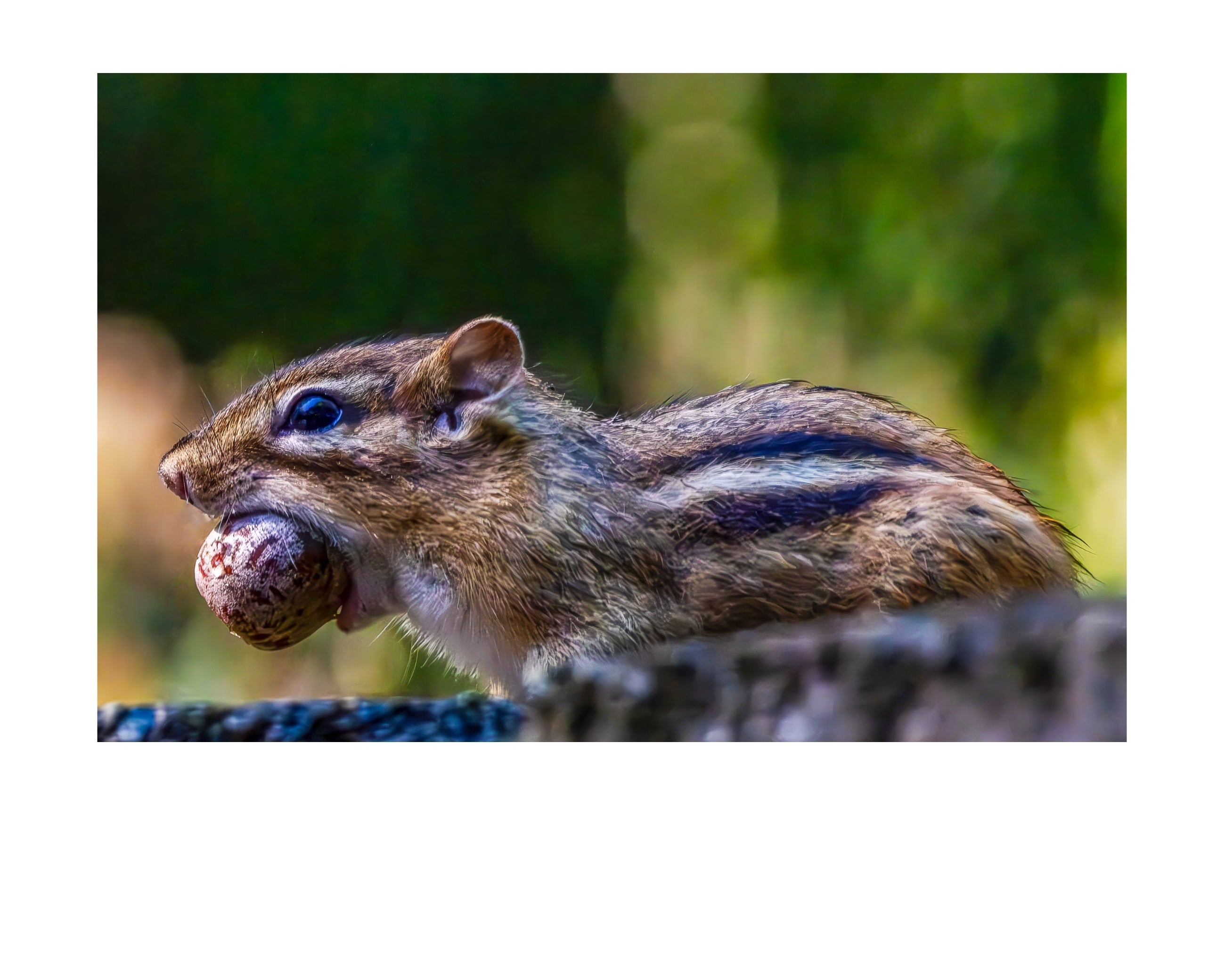 Eastern Chipmunk Carrying Nut Side Profile Wildlife Photography Print | Tiny Desk Photos No. 85