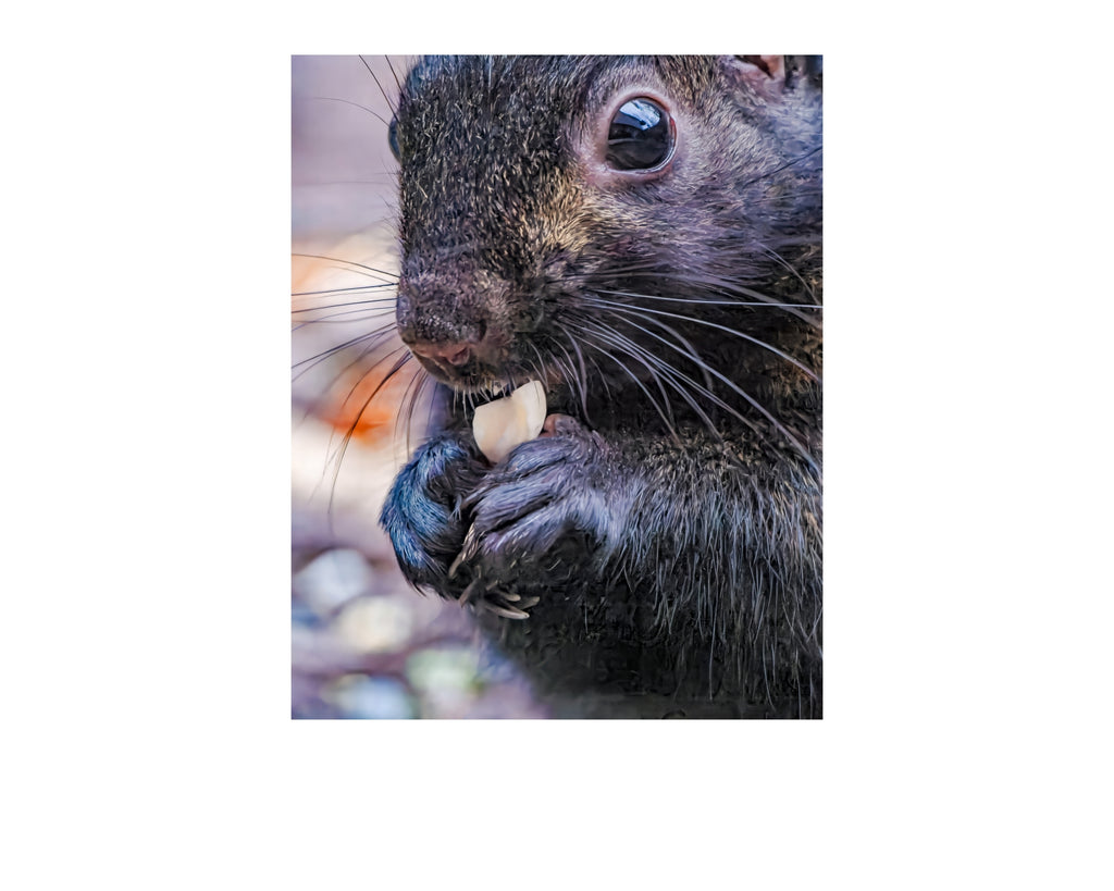 Eastern Gray Squirrel Close-Up with Peanut Wildlife Photography Print | Tiny Desk Photos No. 86