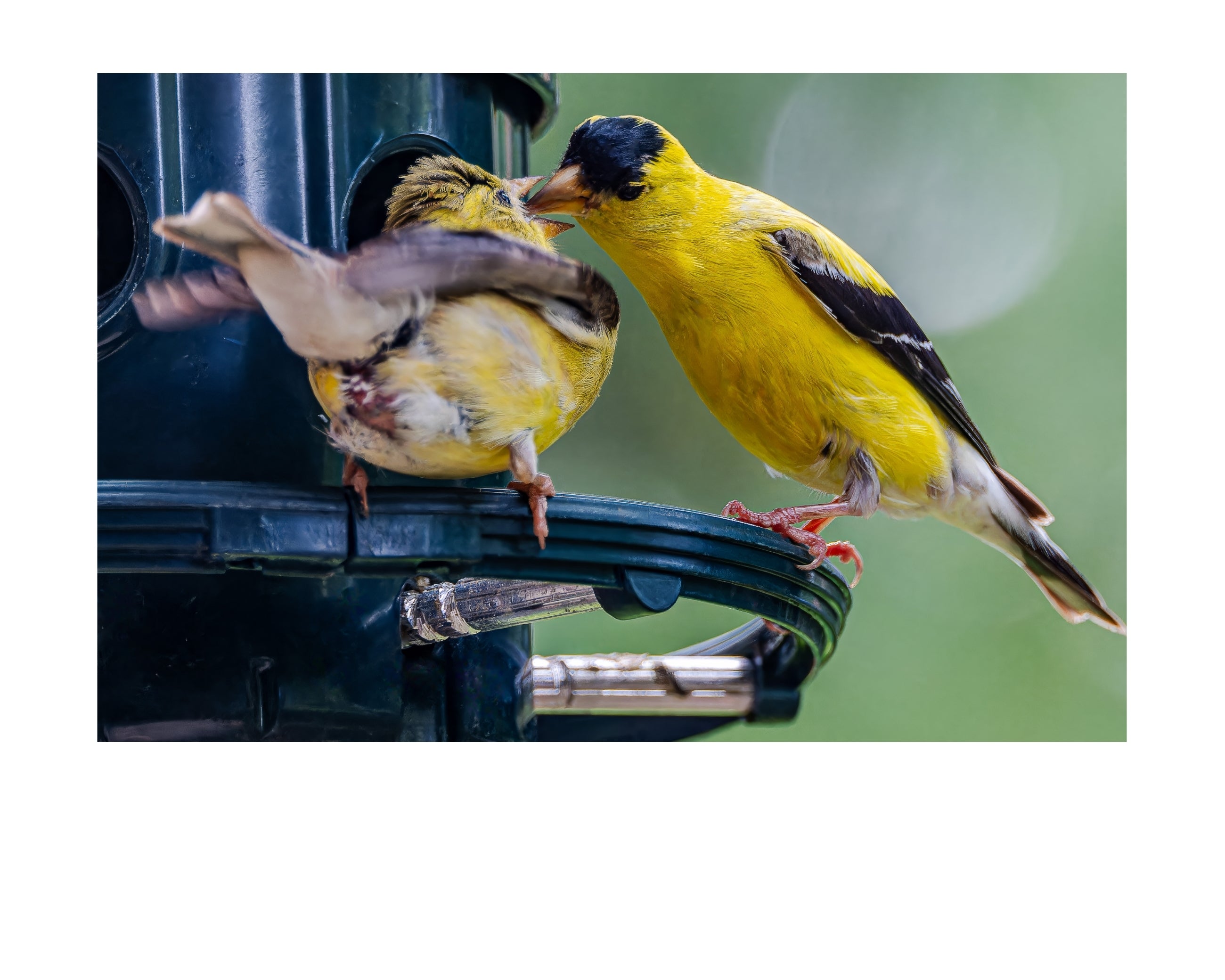 American Goldfinch Feeding Fledgling Wildlife Photography Print | Tiny Desk Photos No. 87