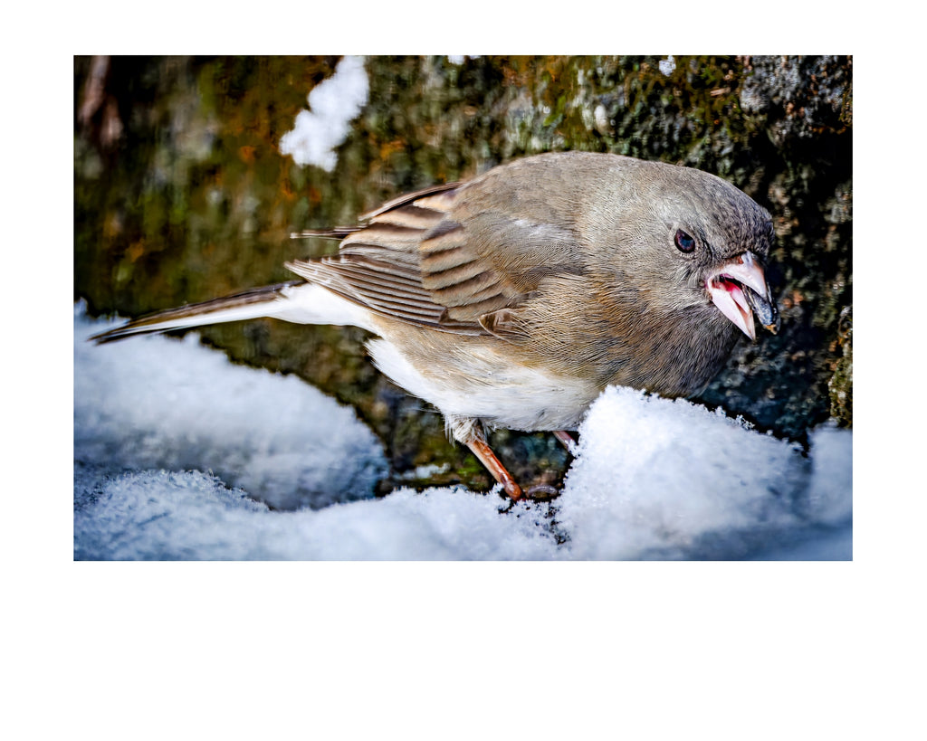 Dark-Eyed Junco in Snow Wildlife Photography Print | Tiny Desk Photos No. 88