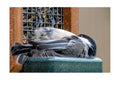 Black-Capped Chickadee at Feeder Wildlife Photography Print | Tiny Desk Photos No. 90