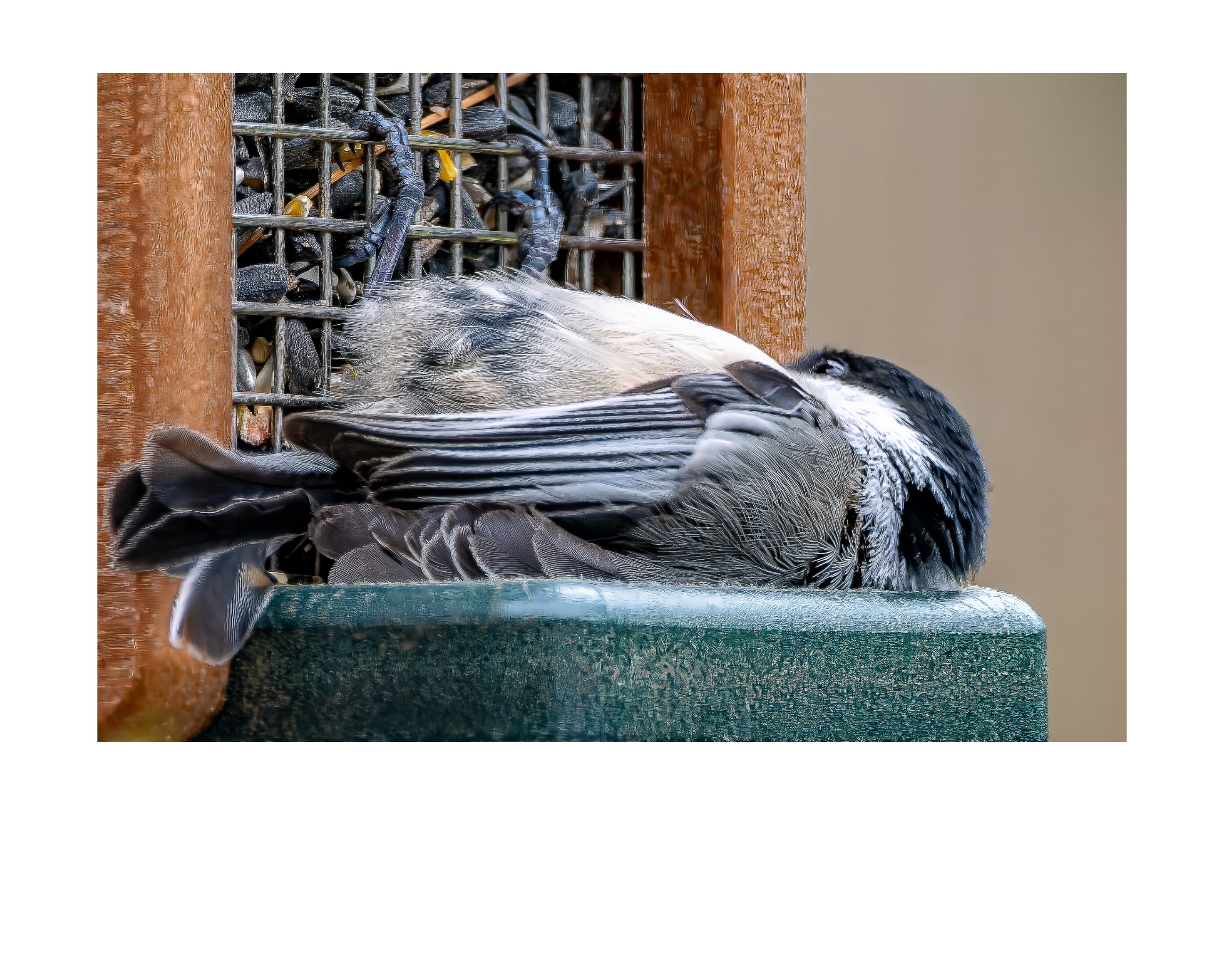 Black-Capped Chickadee at Feeder Wildlife Photography Print | Tiny Desk Photos No. 90
