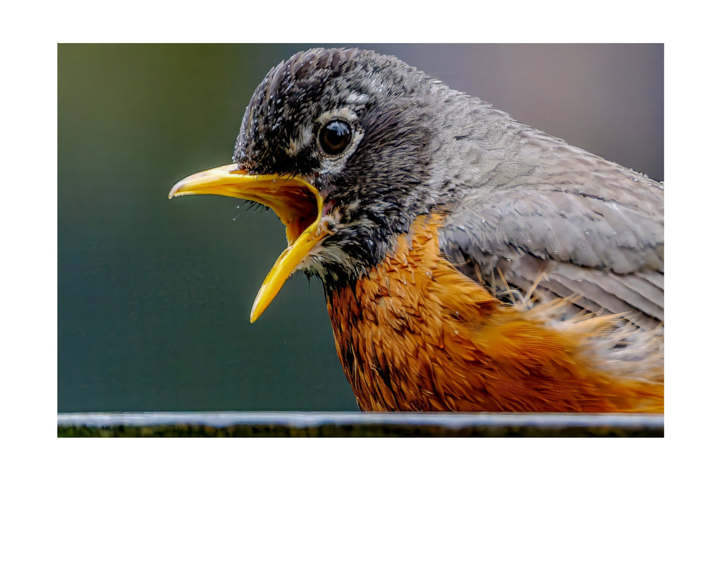 American Robin Close-Up Portrait Wildlife Photography Print | Tiny Desk Photos No. 91
