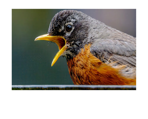 American Robin Close-Up Portrait Wildlife Photography Print | Tiny Desk Photos No. 91