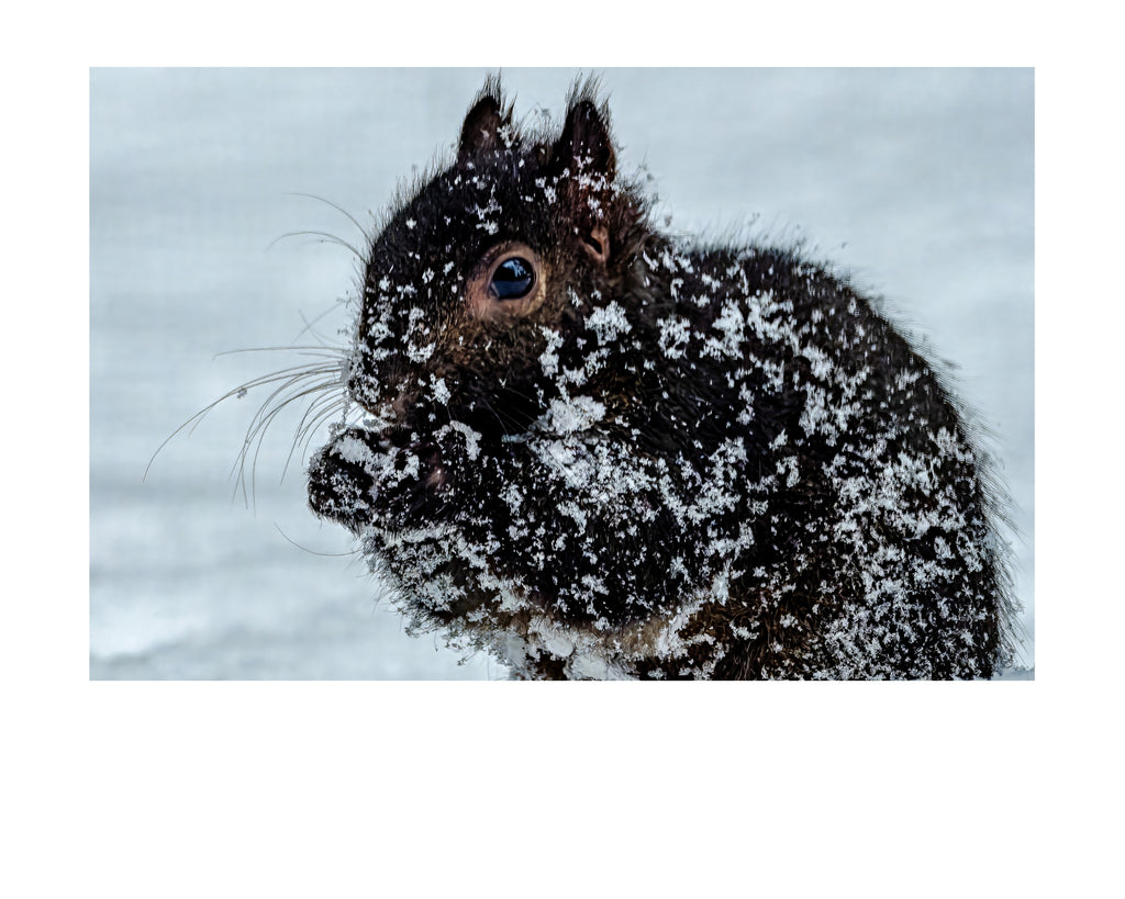 Fox Squirrel in Snow Portrait Wildlife Photography Print | Tiny Desk Photos No. 95