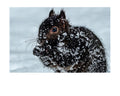 Fox Squirrel in Snow Portrait Wildlife Photography Print | Tiny Desk Photos No. 95
