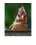Female Northern Cardinal Portrait Wildlife Photography Print | Tiny Desk Photos No. 97