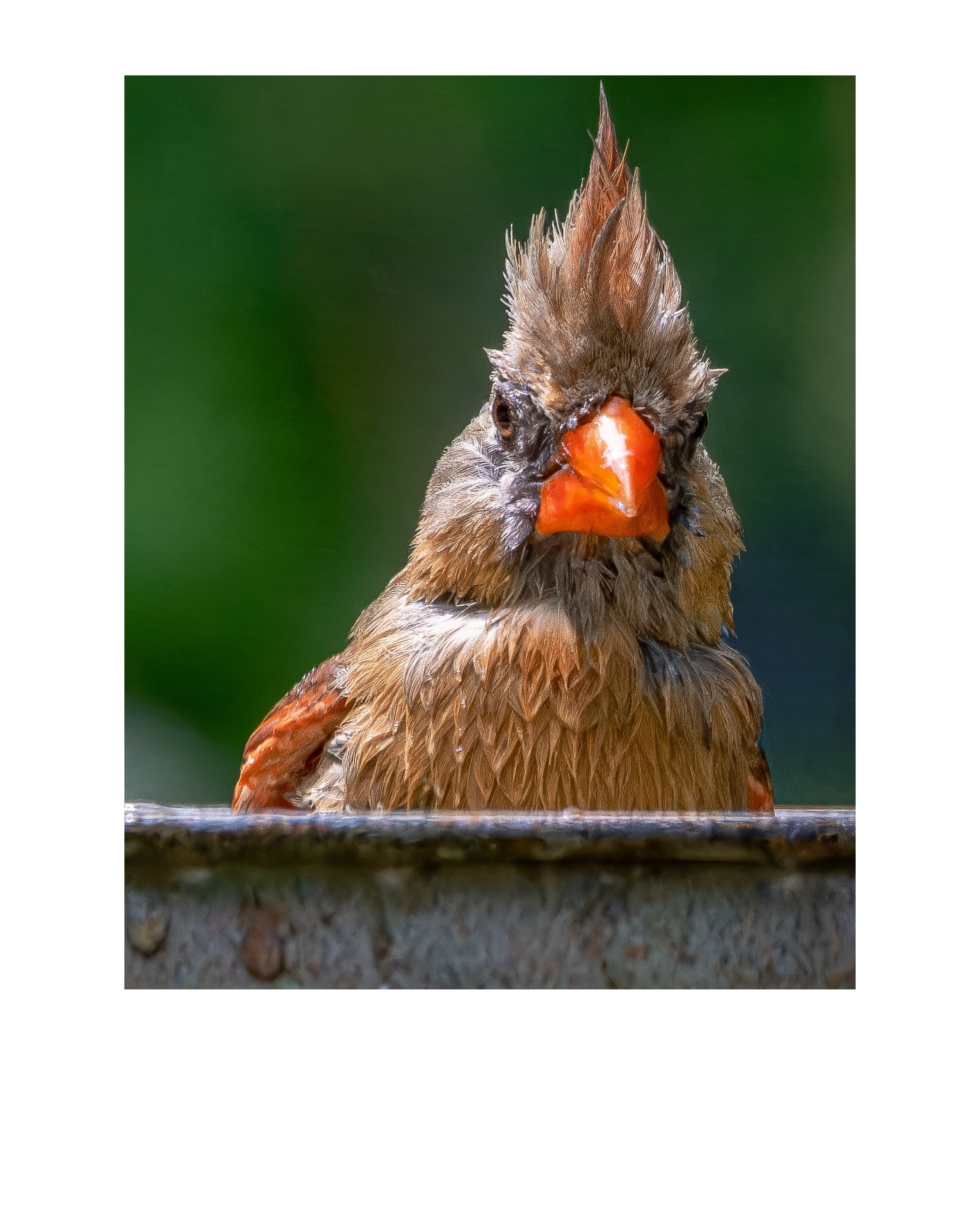 Female Northern Cardinal Portrait Wildlife Photography Print | Tiny Desk Photos No. 97