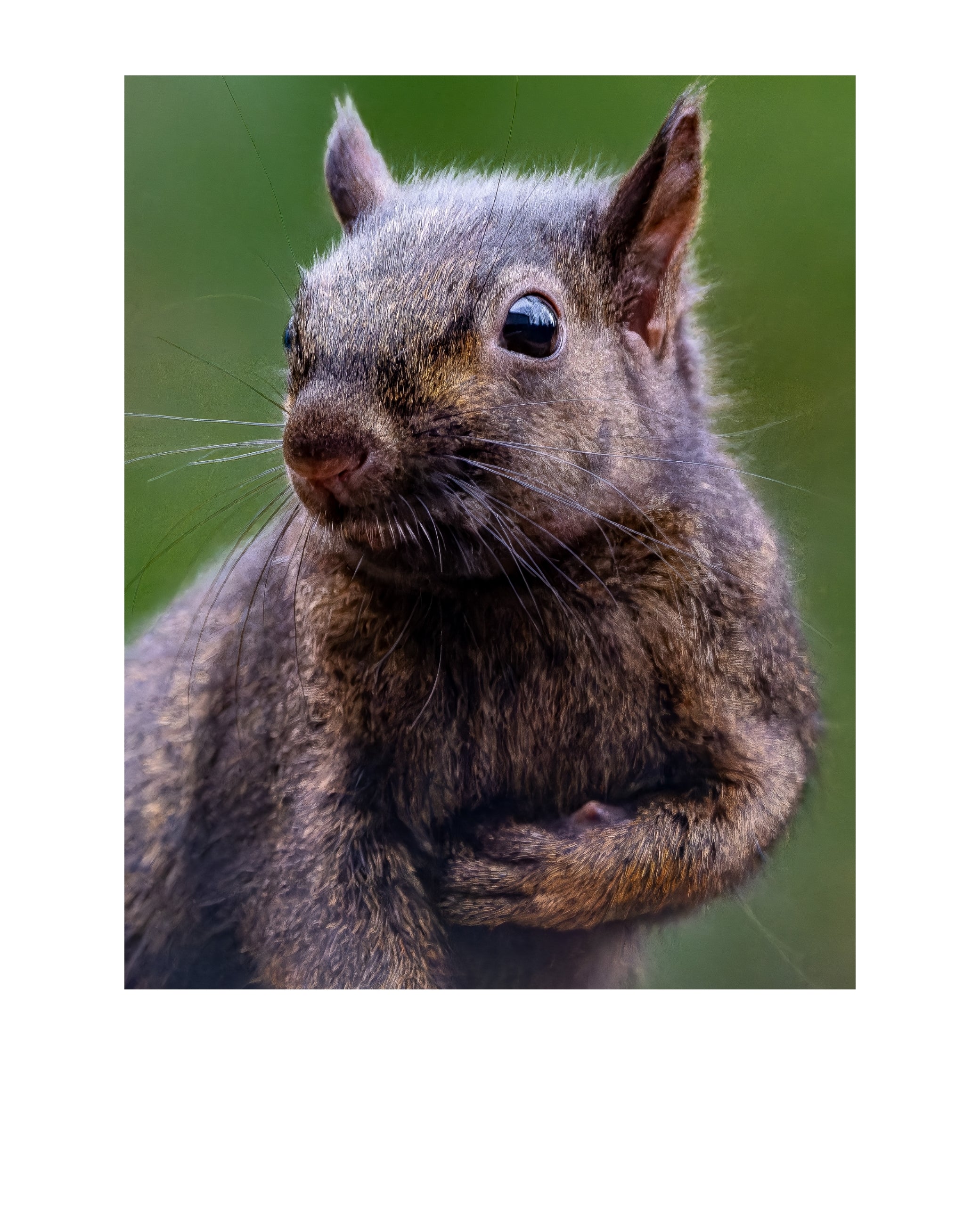 Fox Squirrel Portrait Wildlife Photography Print | Tiny Desk Photos No. 98