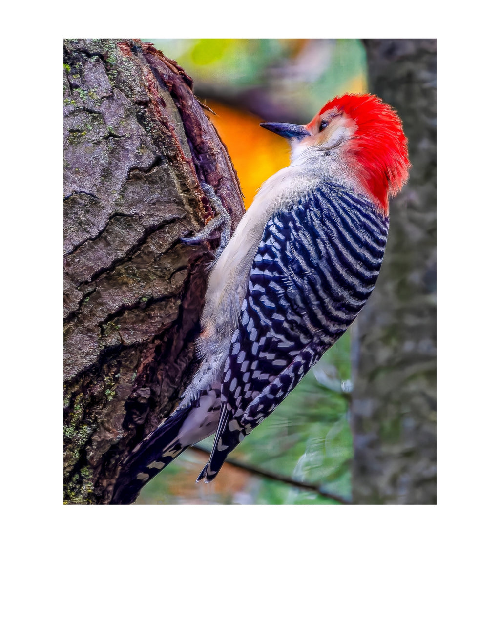 Red-Bellied Woodpecker Wildlife Photography Print | Tiny Desk Photos No. 99