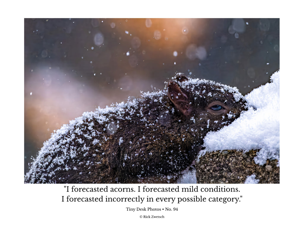 Fox Squirrel in Snow Wildlife Photography Print | Tiny Desk Photos No. 94