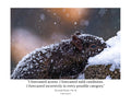 Fox Squirrel in Snow Wildlife Photography Print | Tiny Desk Photos No. 94