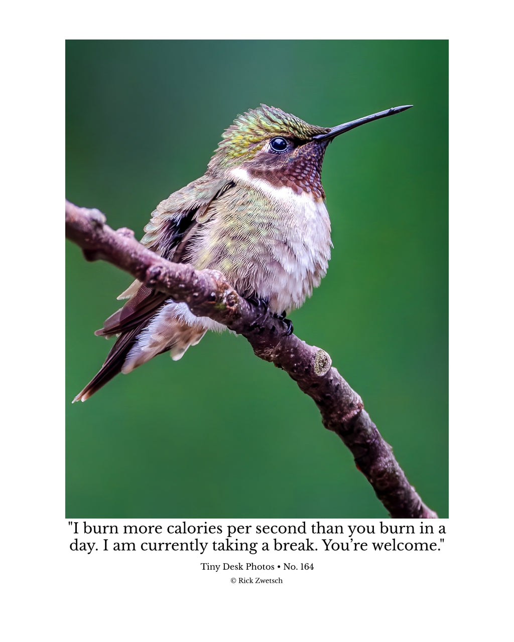 Ruby-Throated Hummingbird Wildlife Photography Print | Tiny Desk Photos No. 164