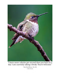Ruby-Throated Hummingbird Wildlife Photography Print | Tiny Desk Photos No. 164