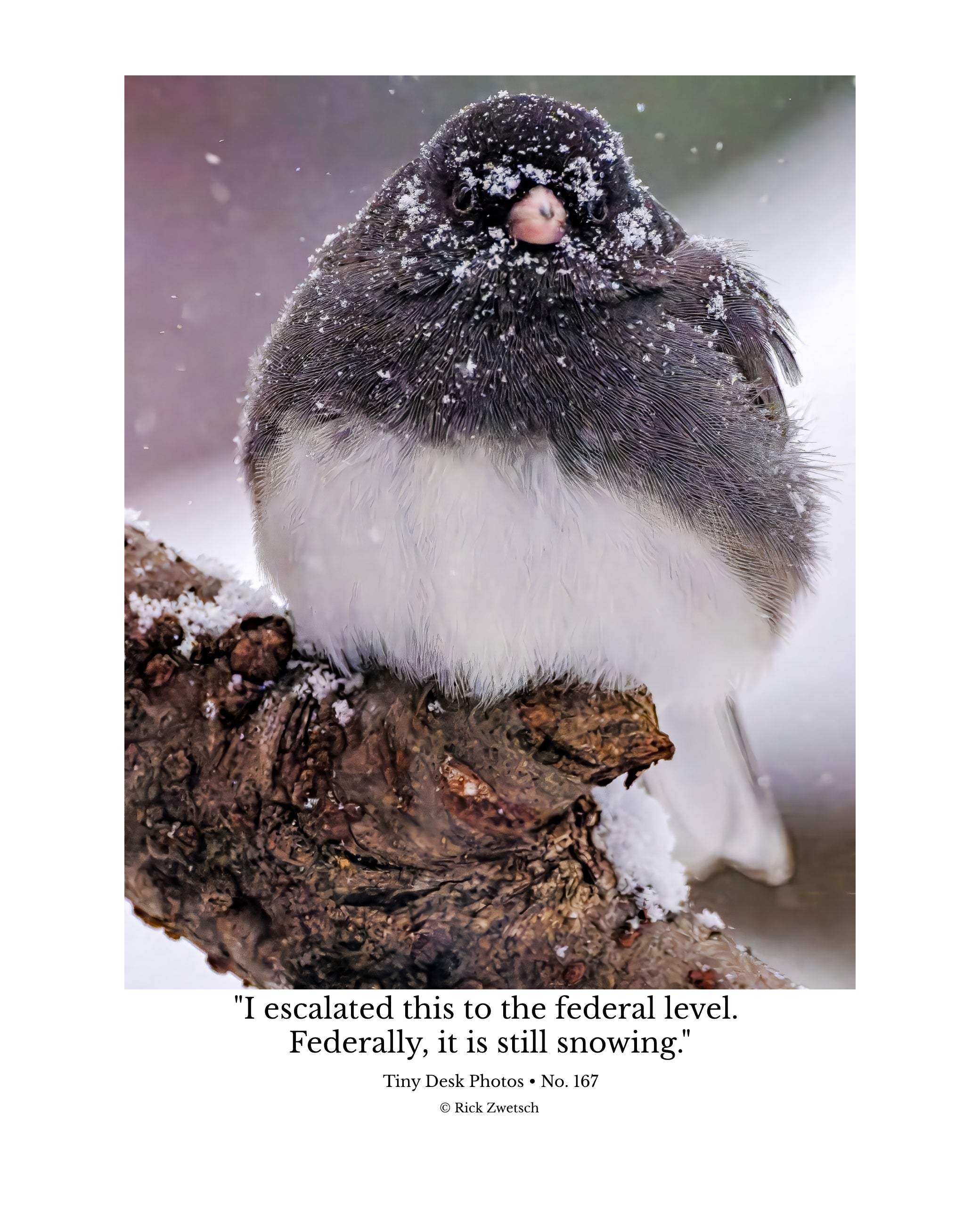 Dark-eyed Junco Wildlife Photography Print | Tiny Desk Photos No. 167