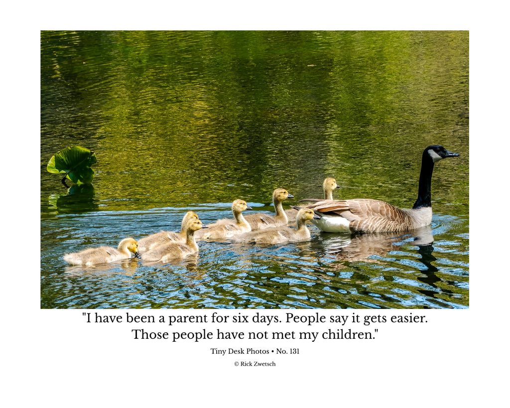 Canada Goose Family Wildlife Photography Print | Tiny Desk Photos No. 131