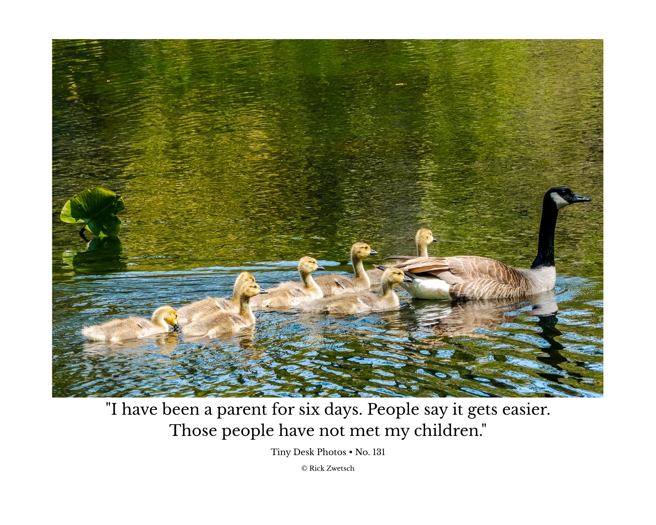 Canada Goose Family Wildlife Photography Print | Tiny Desk Photos No. 131