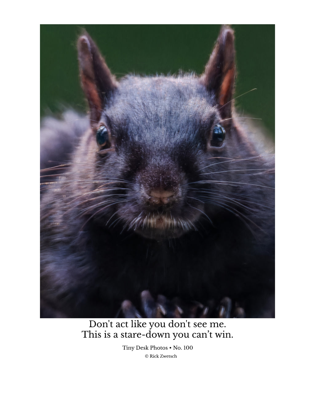 Fox Squirrel Close-Up Wildlife Photography Print | Tiny Desk Photos No. 100