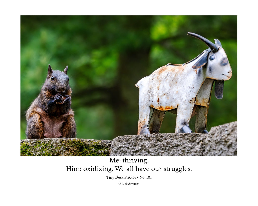 Fox Squirrel and Rusted Metal Goat Wildlife Photography Print | Tiny Desk Photos No. 101