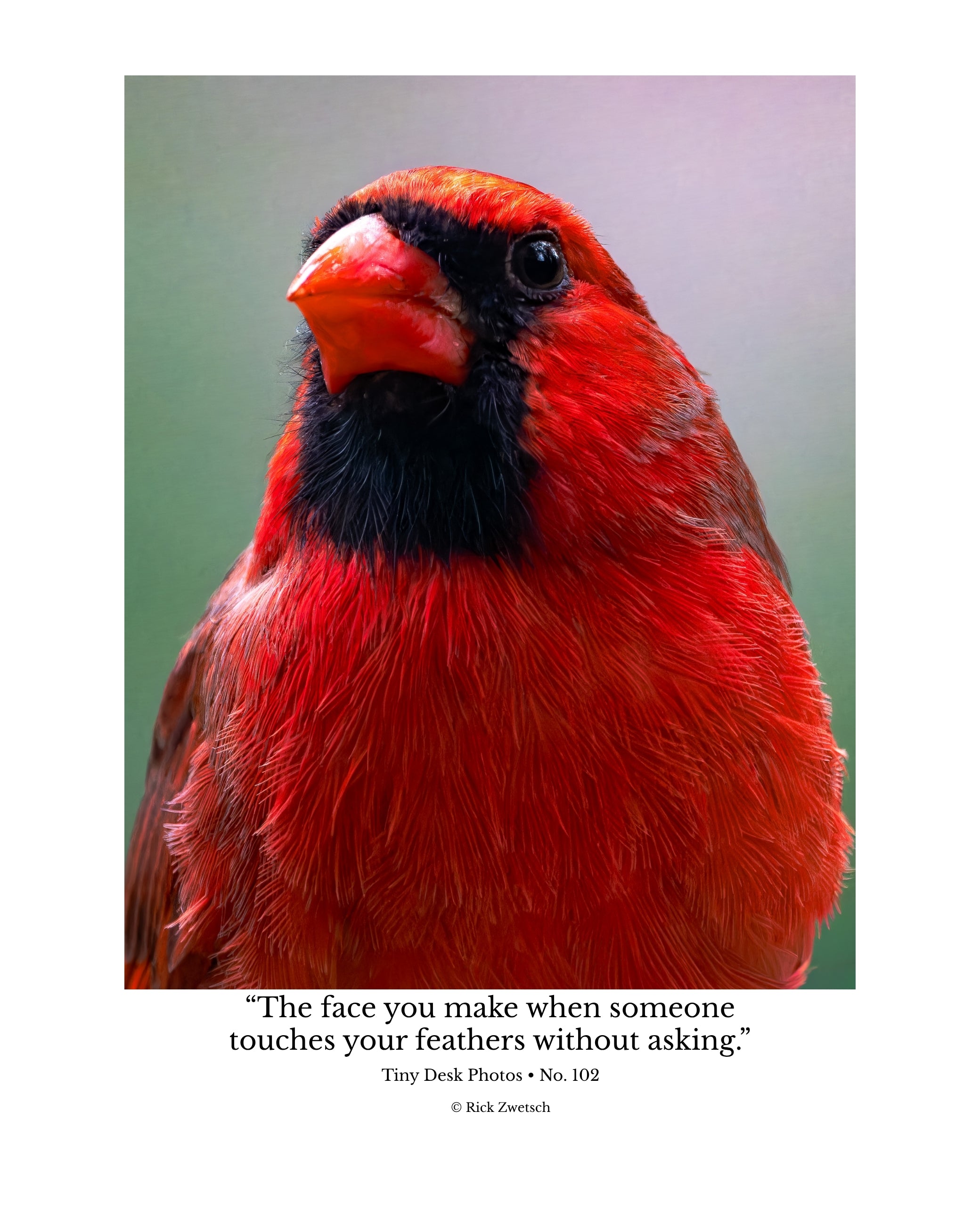 Northern Cardinal Portrait Wildlife Photography Print | Tiny Desk Photos No. 102