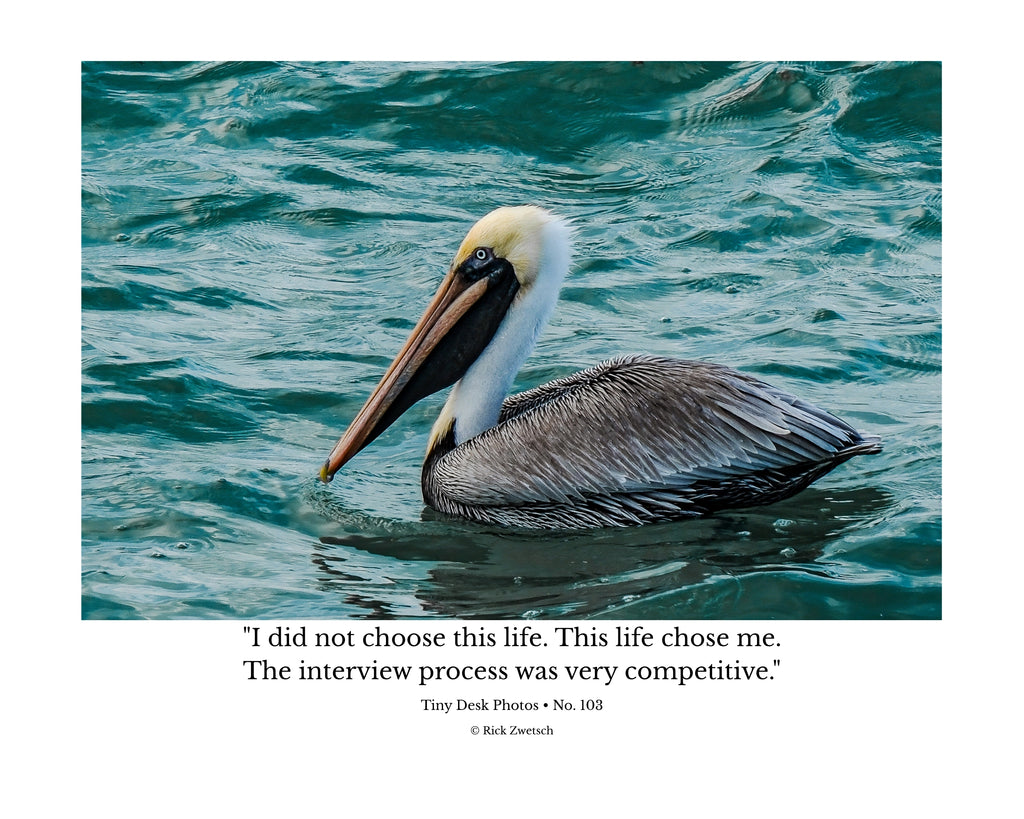 Brown Pelican Wildlife Photography Print | Tiny Desk Photos No. 103
