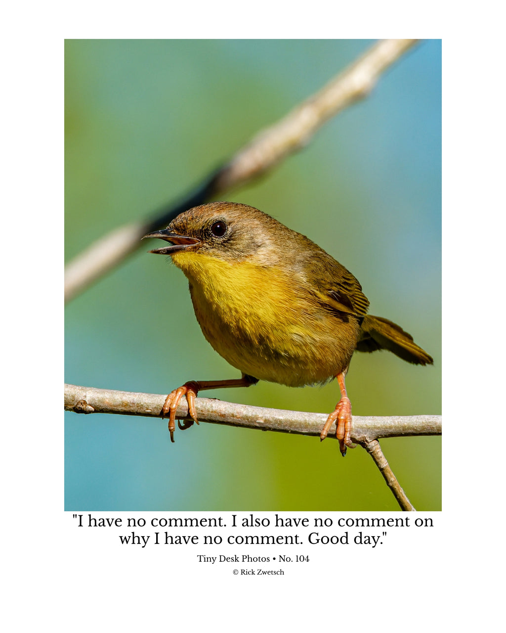 Common Yellowthroat Wildlife Photography Print | Tiny Desk Photos No. 104